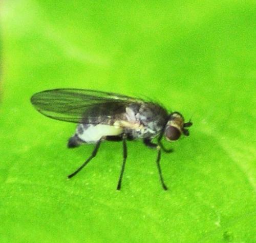 Phytomyza sp.